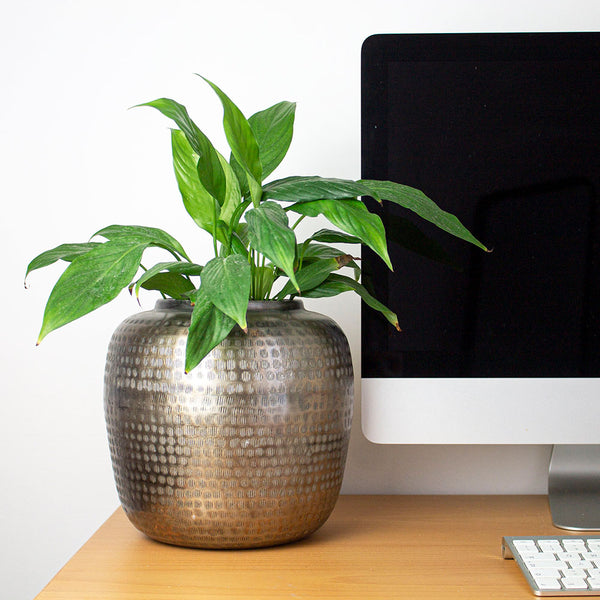RAIPUR - Vaso per piante da interno in metallo decorato
