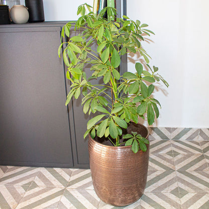 Vaso alto da interno design